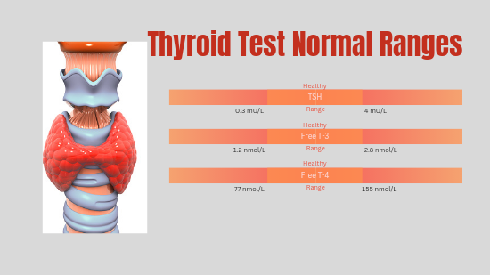 Thyroid normal ranges
