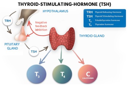 Symptoms of thyroid in females in hindi